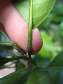              Petiole (Winter Haven, FL)       