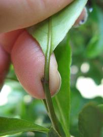              Petiole (Winter Haven, FL)       