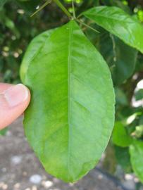              Unifoliolate leaf of  Afraegle gabonensis             (Winter Haven, FL)       