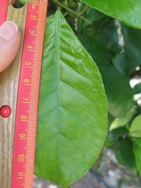              Unifoliolate leaf (Winter Haven, FL)       