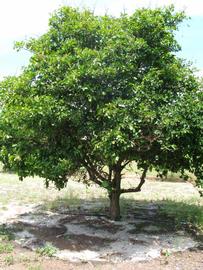            Habit (Winter Haven, FL)   