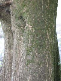            Bark (Winter Haven, FL)   