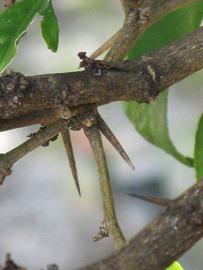              Second - third year twig (Winter Haven, FL)       