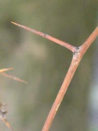            First year twig (Winter Haven, FL)   