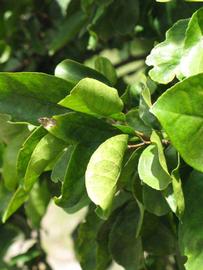              Sun leaves (Winter Haven, FL)       