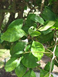              Shade leaves (Winter Haven, FL)       