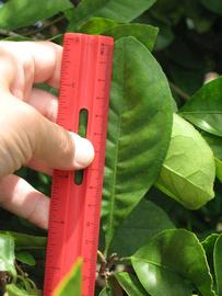              Unifoliolate leaf (Winter Haven, FL)       