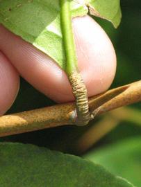              Petiole (Winter Haven, FL)       