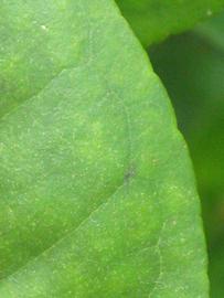              Margin (Winter Haven, FL)       