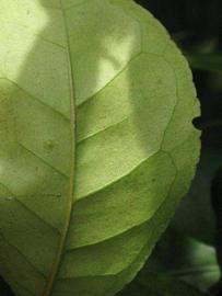              Margin (Winter Haven, FL)       