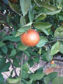              Fruit (Winter Haven, FL)       