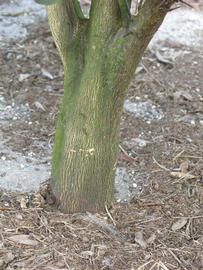            Bark (Winter Haven, FL)      