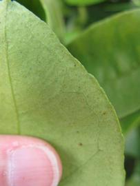              Margin (Winter Haven, FL)       