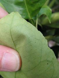              Margin (Winter Haven, FL)       