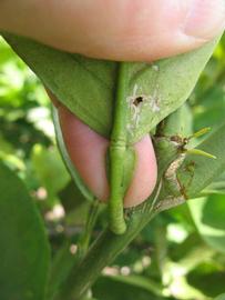              Petiole (Winter Haven, FL)       