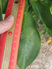              Unifoliolate leaf (Winter Haven, FL)       