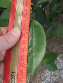              Unifoliolate leaf (Winter Haven, FL)       