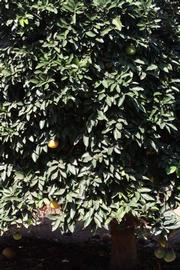            Habit (Riverside, CA)   