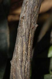              Second - third year twig (Riverside, CA)       