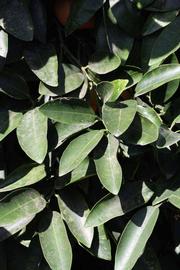              Sun leaves (Riverside, CA)       