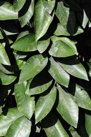              Sun leaves (Riverside, CA)       