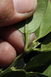              Petiole (Riverside, CA)       