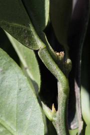              Petiole (Riverside, CA)       