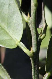            First year twig (Riverside, CA)   