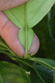              Petiole (Riverside, CA)       