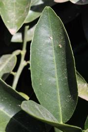              Unifoliolate leaf (Riverside, CA)       