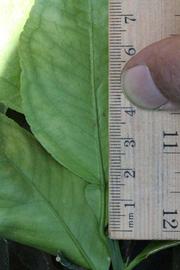              Unifoliolate leaf (Riverside, CA)       