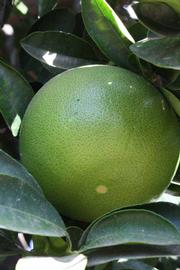            Immature fruit (Riverside, CA)   