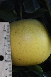              Fruit (Riverside, CA)       