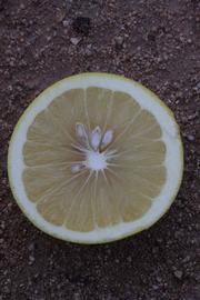              Fruit cross-section (Riverside, CA)       