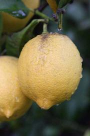              Fruit (Riverside, CA)       