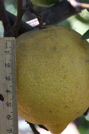            Fruit (Riverside, CA)   