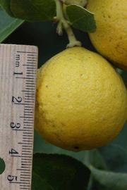              Fruit (Riverside, CA)       