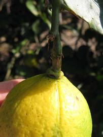              Fruit (Winter Haven, FL)       