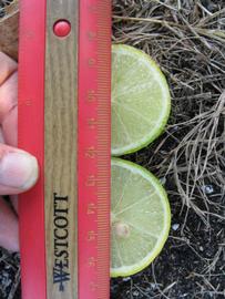              Fruit cross-section (Winter Haven, FL)       