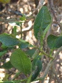            Shade leaves (Winter Haven, FL)   