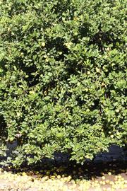            Habit (Riverside, CA)   