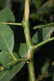            First year twig (Riverside, CA)   