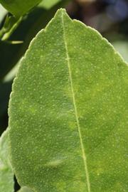              Margin (Riverside, CA)       