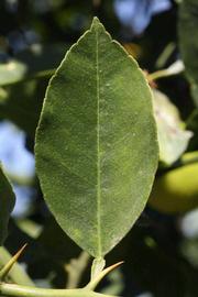              Unifoliolate leaf (Riverside, CA)       