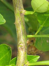              Second - third year twig (Winter Haven, FL)       