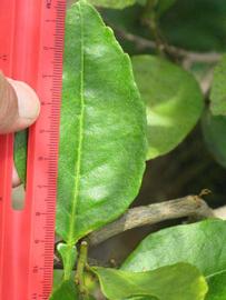              Unifoliolate leaf (Winter Haven, FL)       