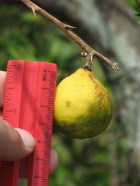            Fruit (Winter Haven, FL)   