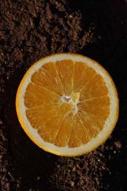              Fruit cross-section (Riverside, CA)       