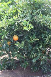            Habit (Riverside, CA)   