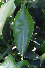              Unifoliolate leaf (Riverside, CA)       